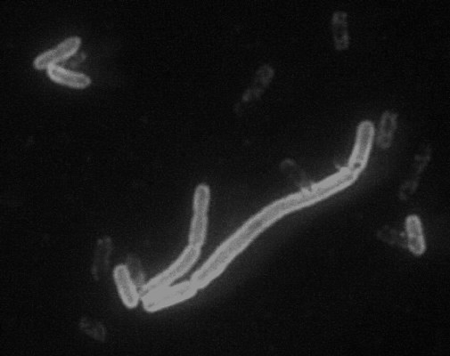 _images/bacteria.jpg
