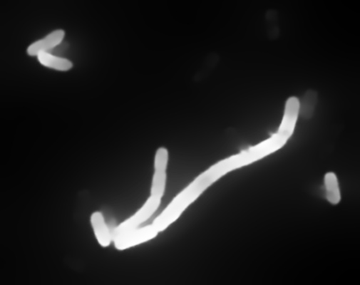 _images/bacteria_smoothed.jpg